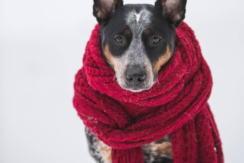 dog wearing scarf