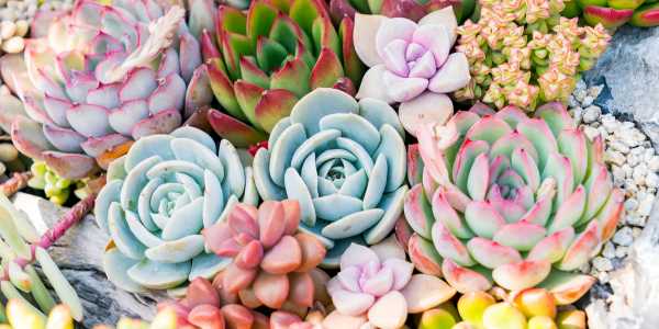 succulents 