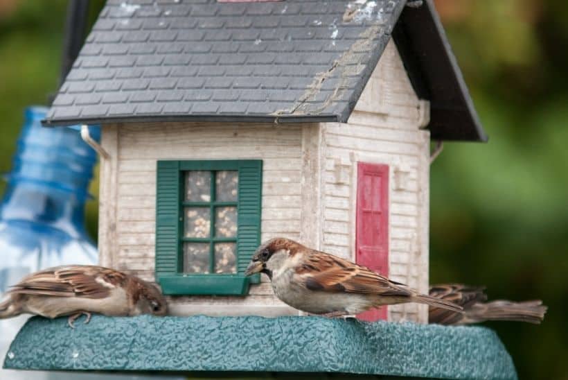 Birds eating from bird feeder